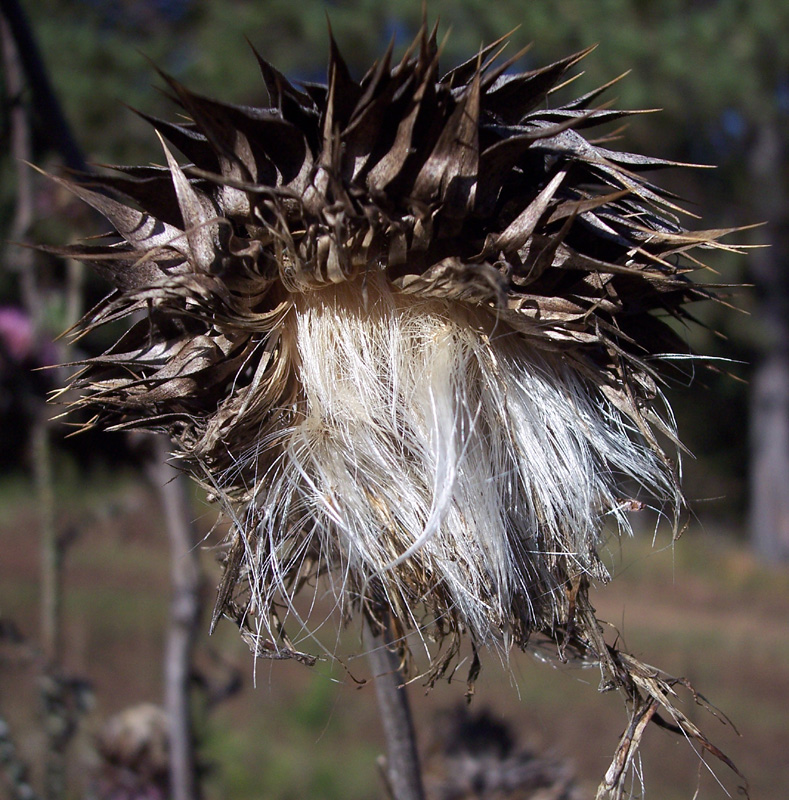 Image of Carduus thoermeri specimen.