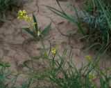 Sisymbrium polymorphum