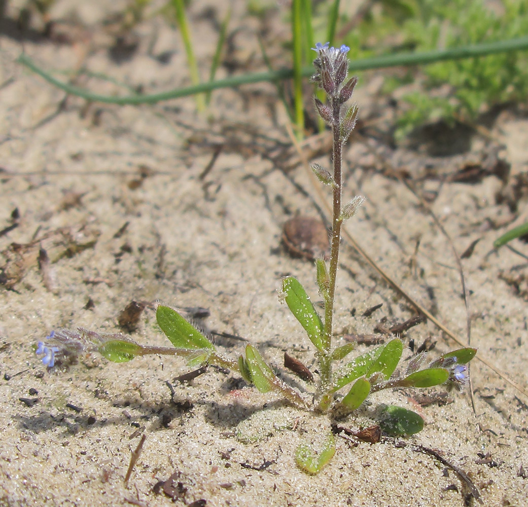 Image of Myosotis micrantha specimen.