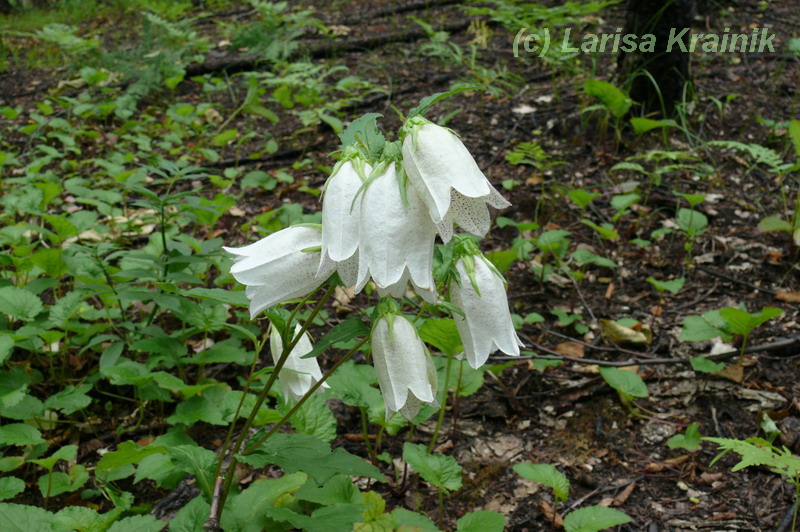 Изображение особи Campanula punctata.