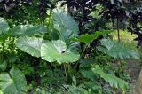 Alocasia macrorrhizos