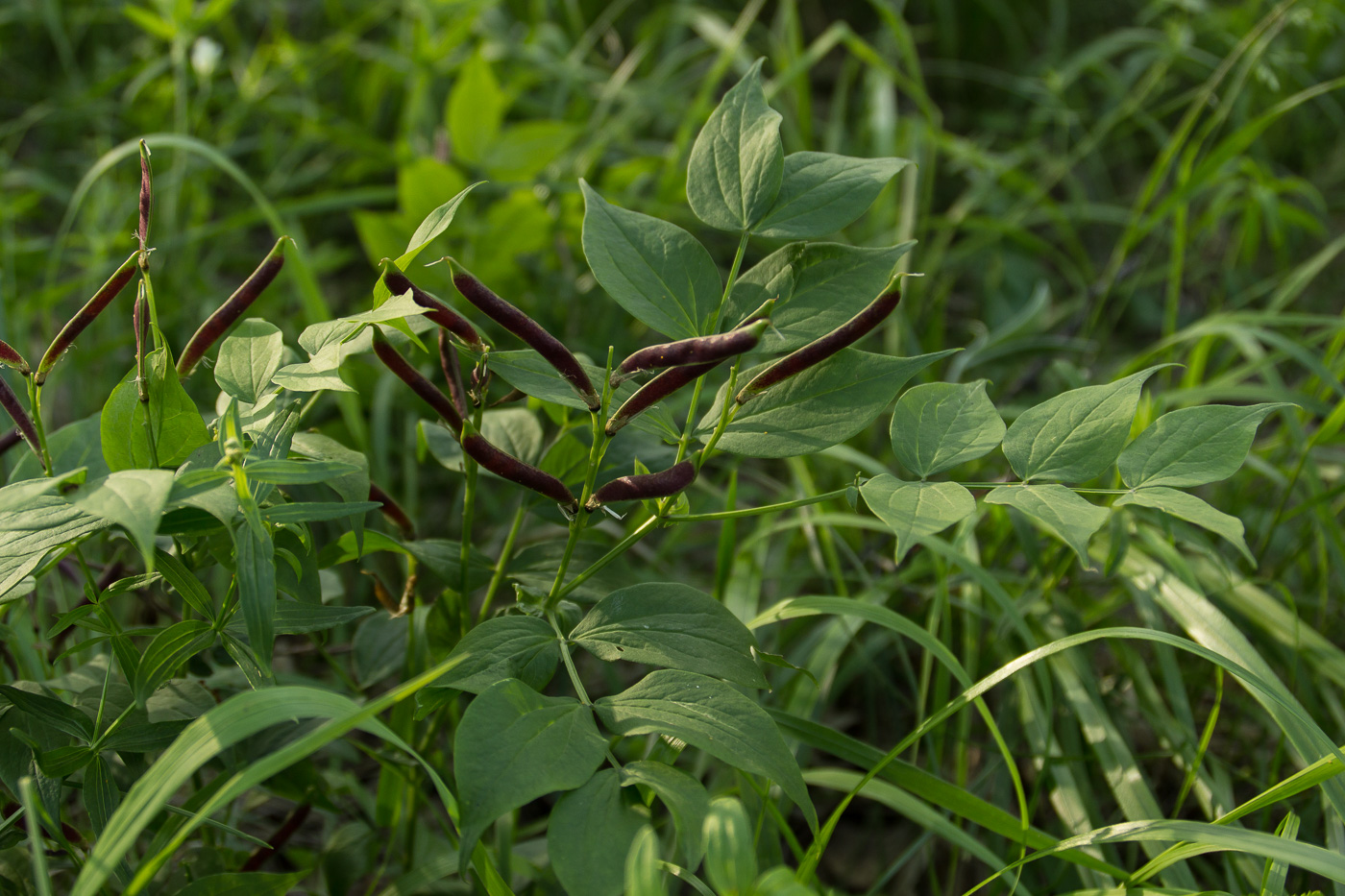 Изображение особи Lathyrus vernus.