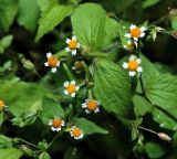 Galinsoga quadriradiata