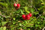 Vaccinium vitis-idaea. Веточки с плодами. Новгородская обл., Боровичский р-н, западнее г. Боровичи, сосновый лес. 15.08.2015.