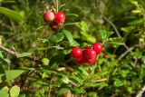 Vaccinium vitis-idaea. Веточки с плодами. Новгородская обл., Боровичский р-н, западнее г. Боровичи, сосновый лес. 15.08.2015.