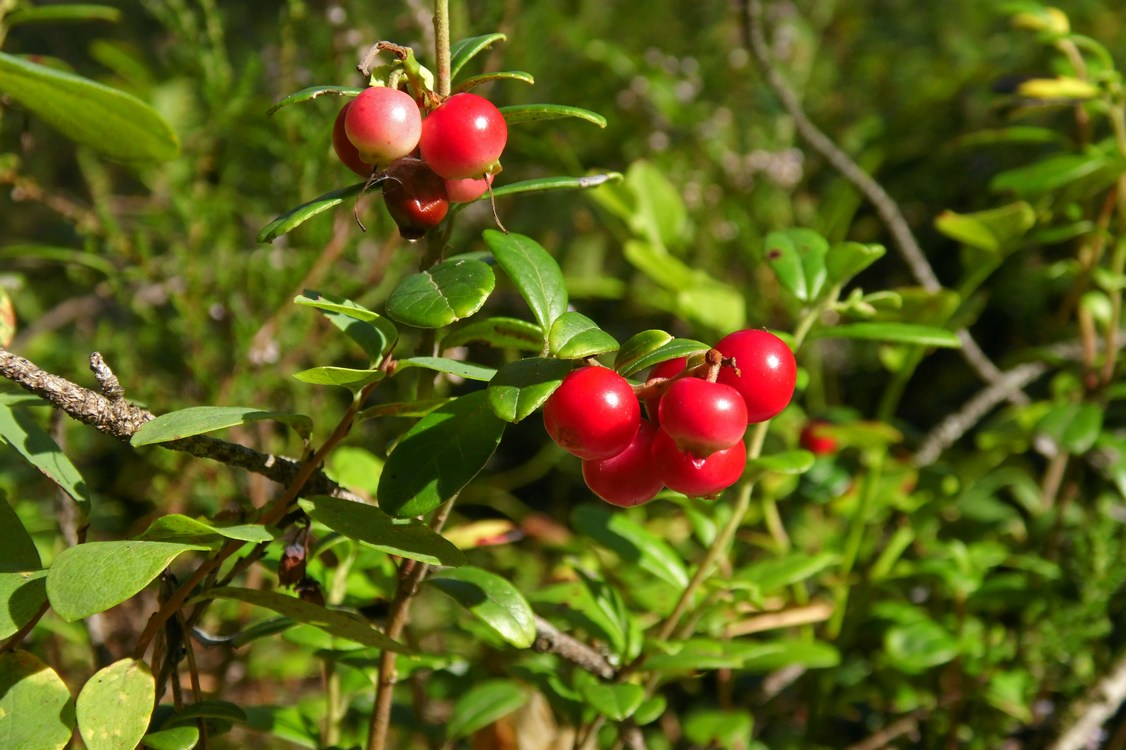 Изображение особи Vaccinium vitis-idaea.