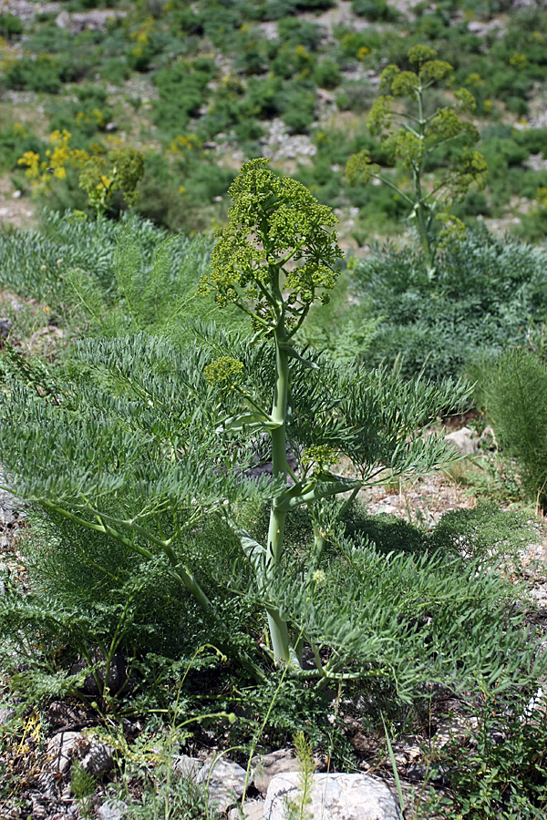 Изображение особи Ferula penninervis.