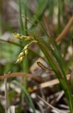 Carex capillaris