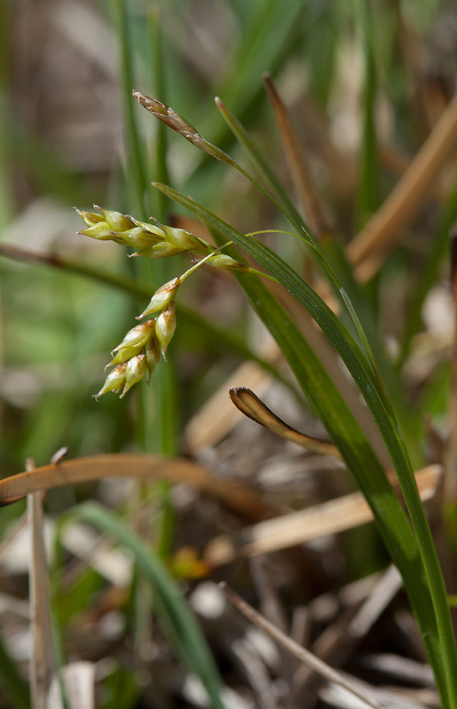 Image of Carex capillaris specimen.