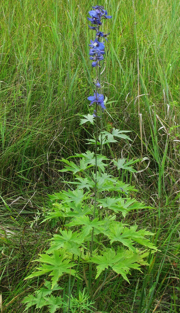 Изображение особи Delphinium elatum.