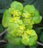 Chrysosplenium alternifolium