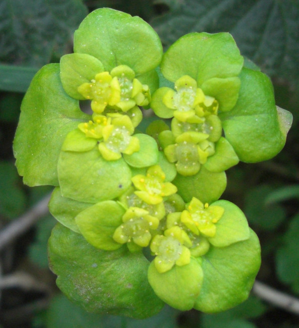 Image of Chrysosplenium alternifolium specimen.