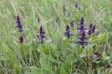 Ajuga genevensis