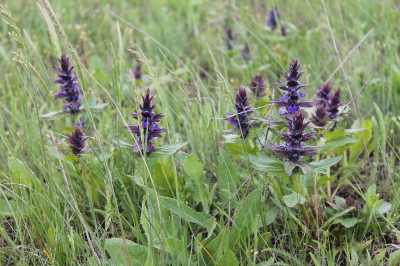 Image of Ajuga genevensis specimen.