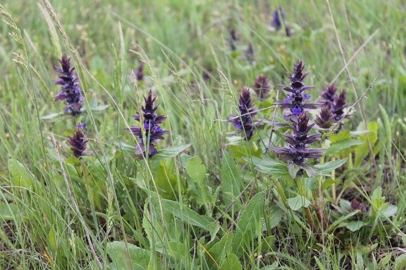 Изображение особи Ajuga genevensis.