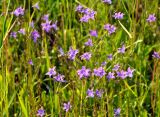 Campanula patula