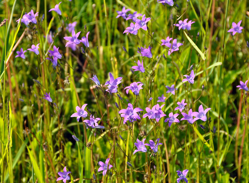 Изображение особи Campanula patula.