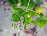 Clerodendrum inerme. Верхушка побега с плодами. Андаманские острова, остров Смит, прибрежные заросли кустарников. 09.01.2015.