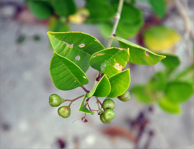 Image of Clerodendrum inerme specimen.