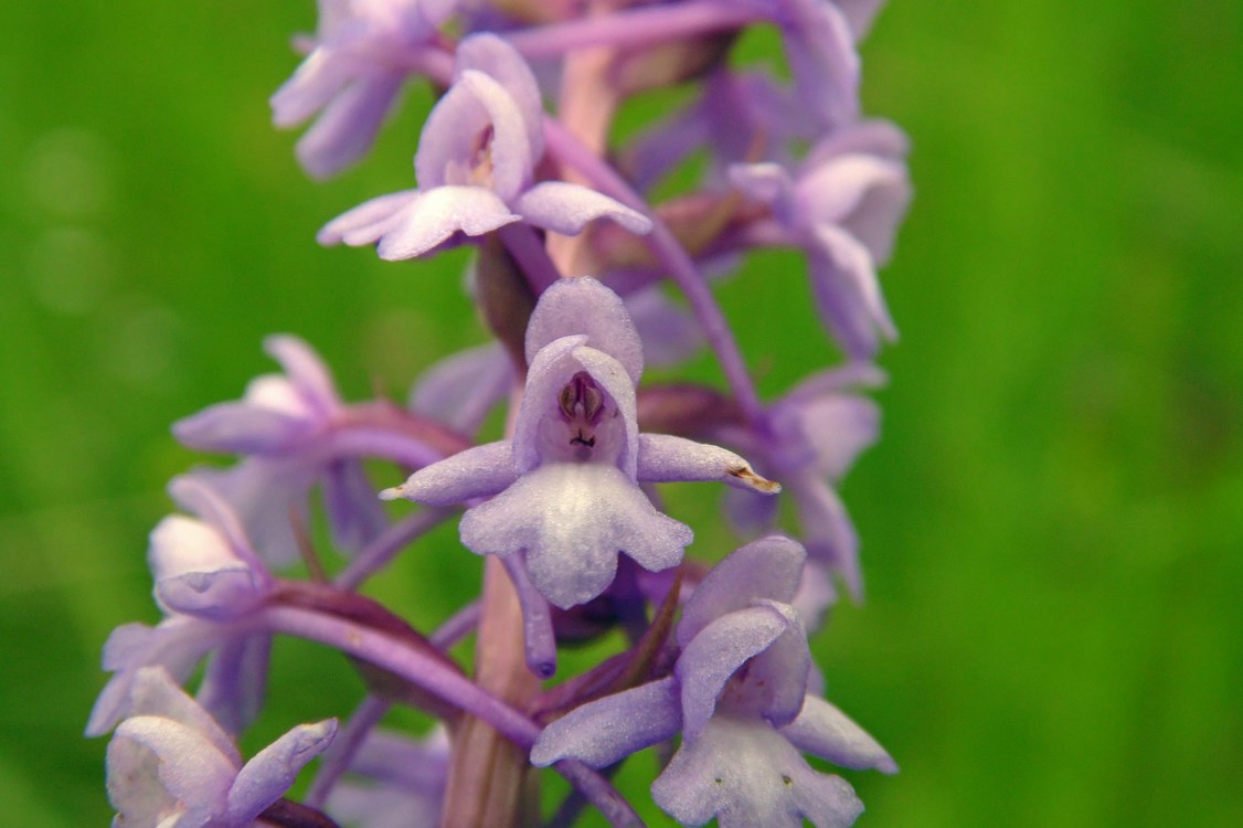 Изображение особи Gymnadenia conopsea.
