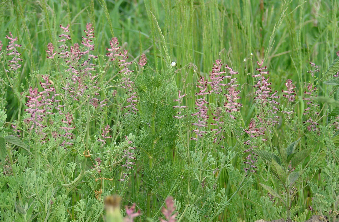 Изображение особи Fumaria officinalis.