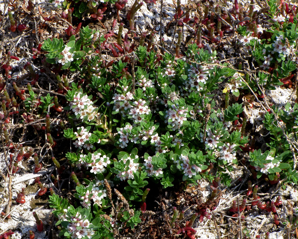 Image of Glaux maritima specimen.