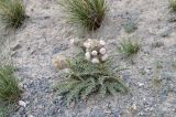 Olgaea nidulans