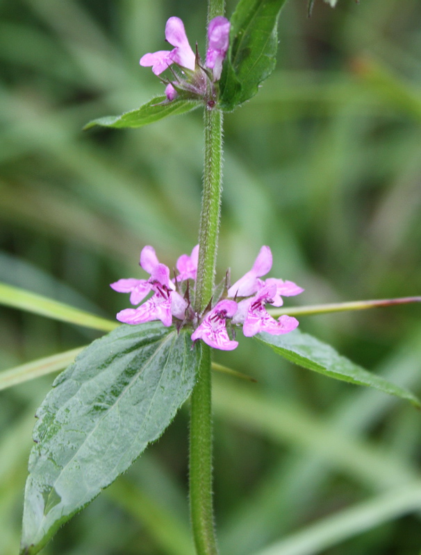 Изображение особи Stachys palustris.