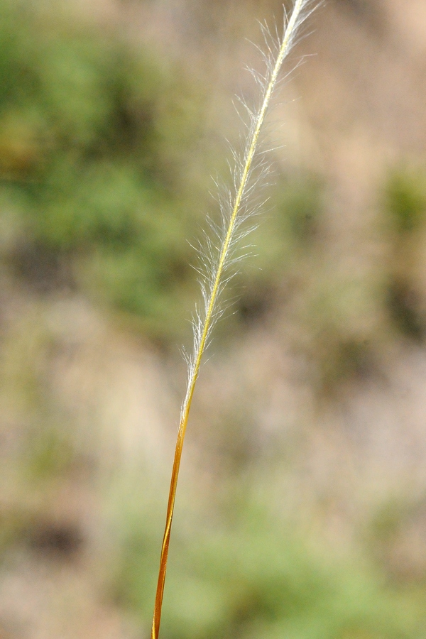 Изображение особи род Stipa.