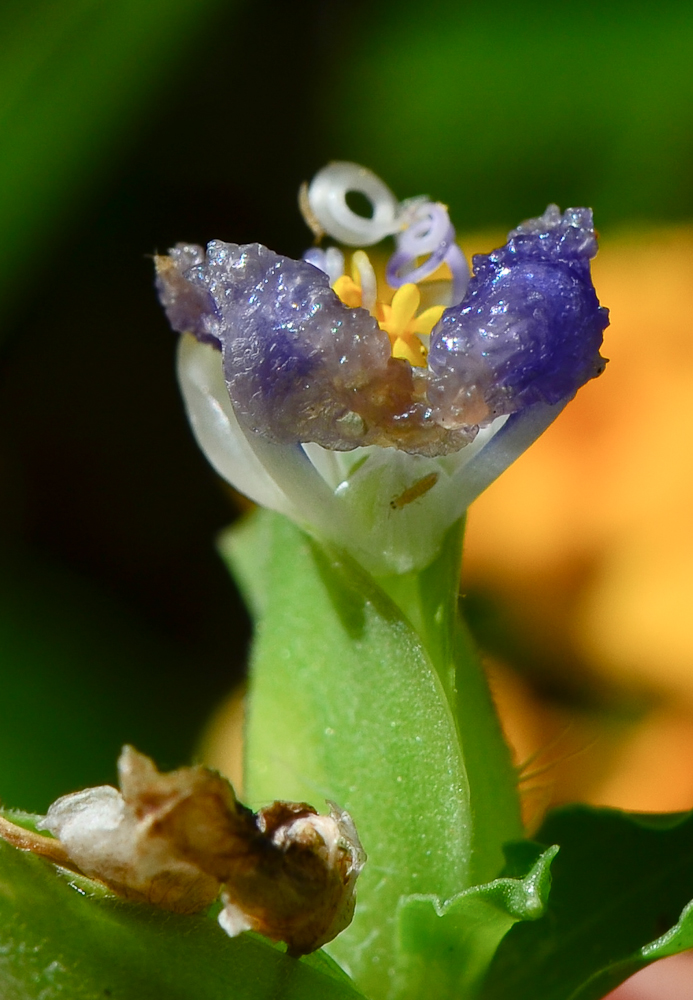 Изображение особи Commelina erecta.