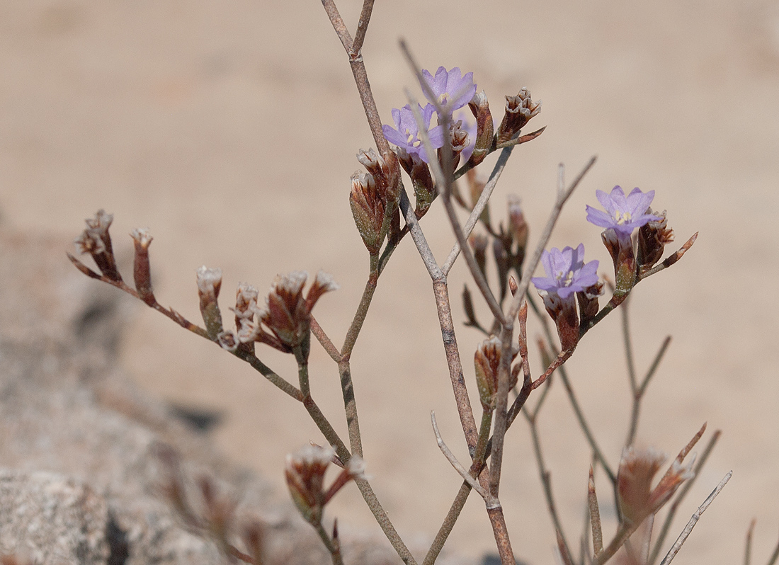 Изображение особи Limonium virgatum.