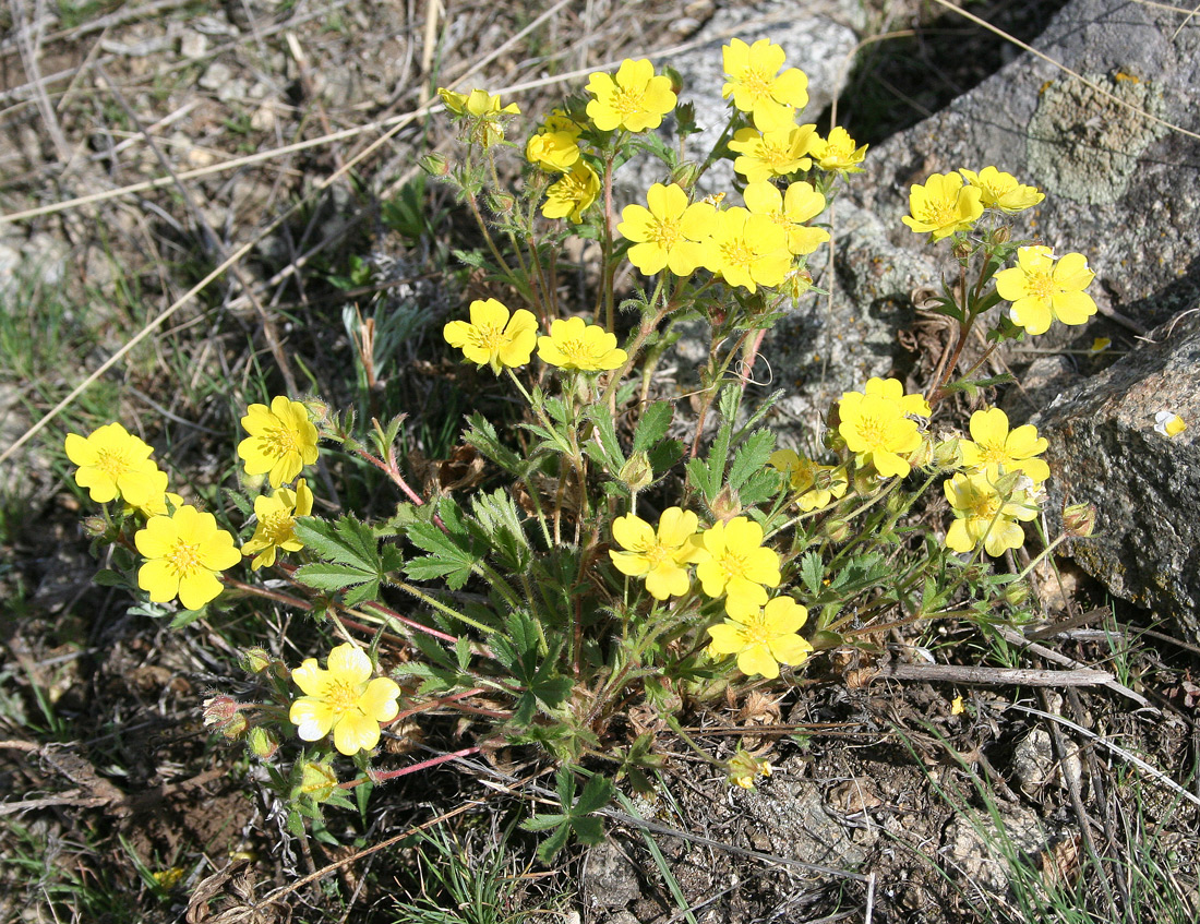 Image of Potentilla humifusa specimen.