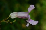 Podranea ricasoliana