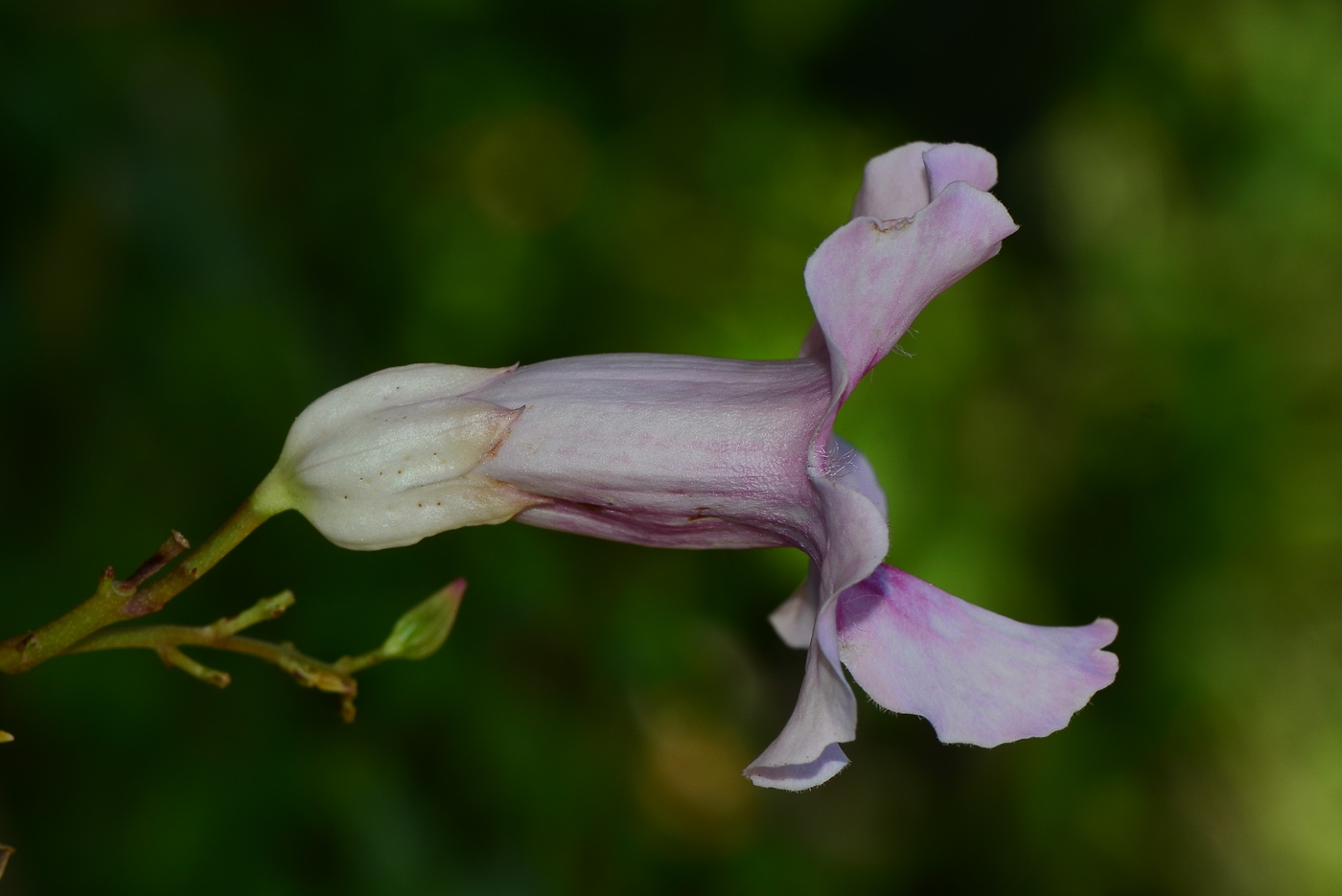 Image of Podranea ricasoliana specimen.