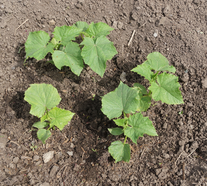 Image of Cucumis sativus specimen.