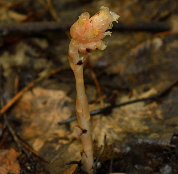 Image of Hypopitys hypophegea specimen.