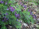 Astragalus suffruticosus