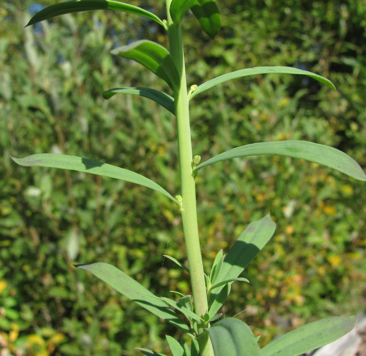 Image of Linaria vulgaris specimen.