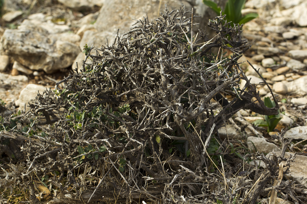 Изображение особи Olea europaea var. sylvestris.