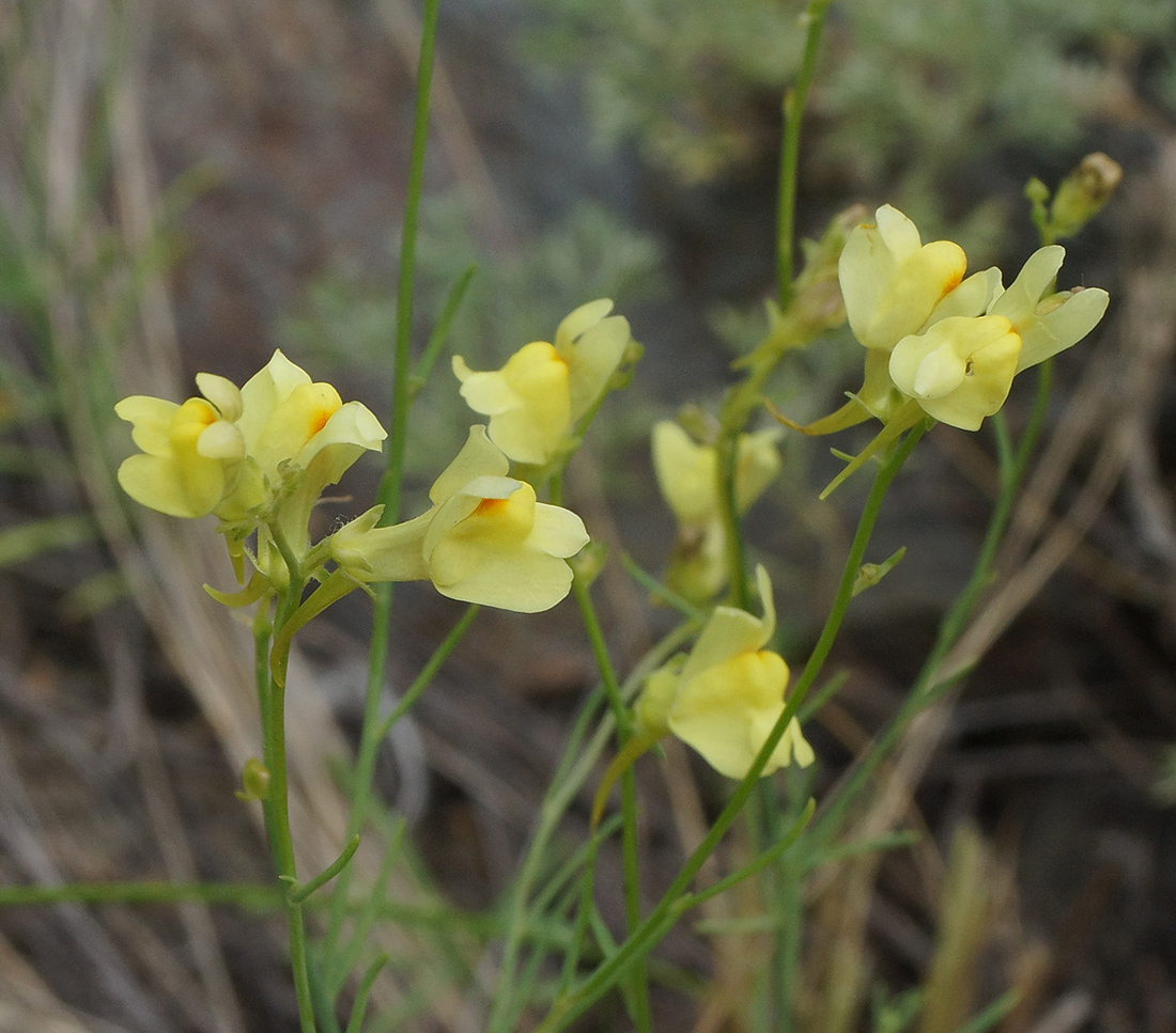 Изображение особи род Linaria.