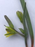 Gagea germainae