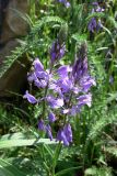 Polygala wolfgangiana. Соцветия. Свердловская обл., окр. г. Североуральск, подножие скал Грюнвальдта. 31.05.2015.