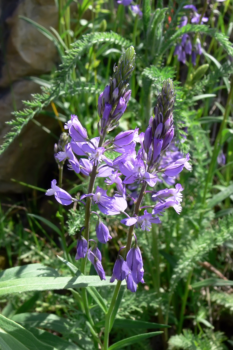 Image of Polygala wolfgangiana specimen.