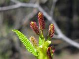 Duschekia fruticosa