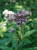 Eupatorium cannabinum. Верхушка побега с отцветающим соцветием. Ленинградская обл., г. Волхов, правый берег между старым и действующим автодорожными мостами. 06.08.2013.