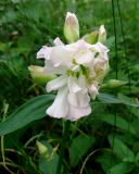 Saponaria officinalis