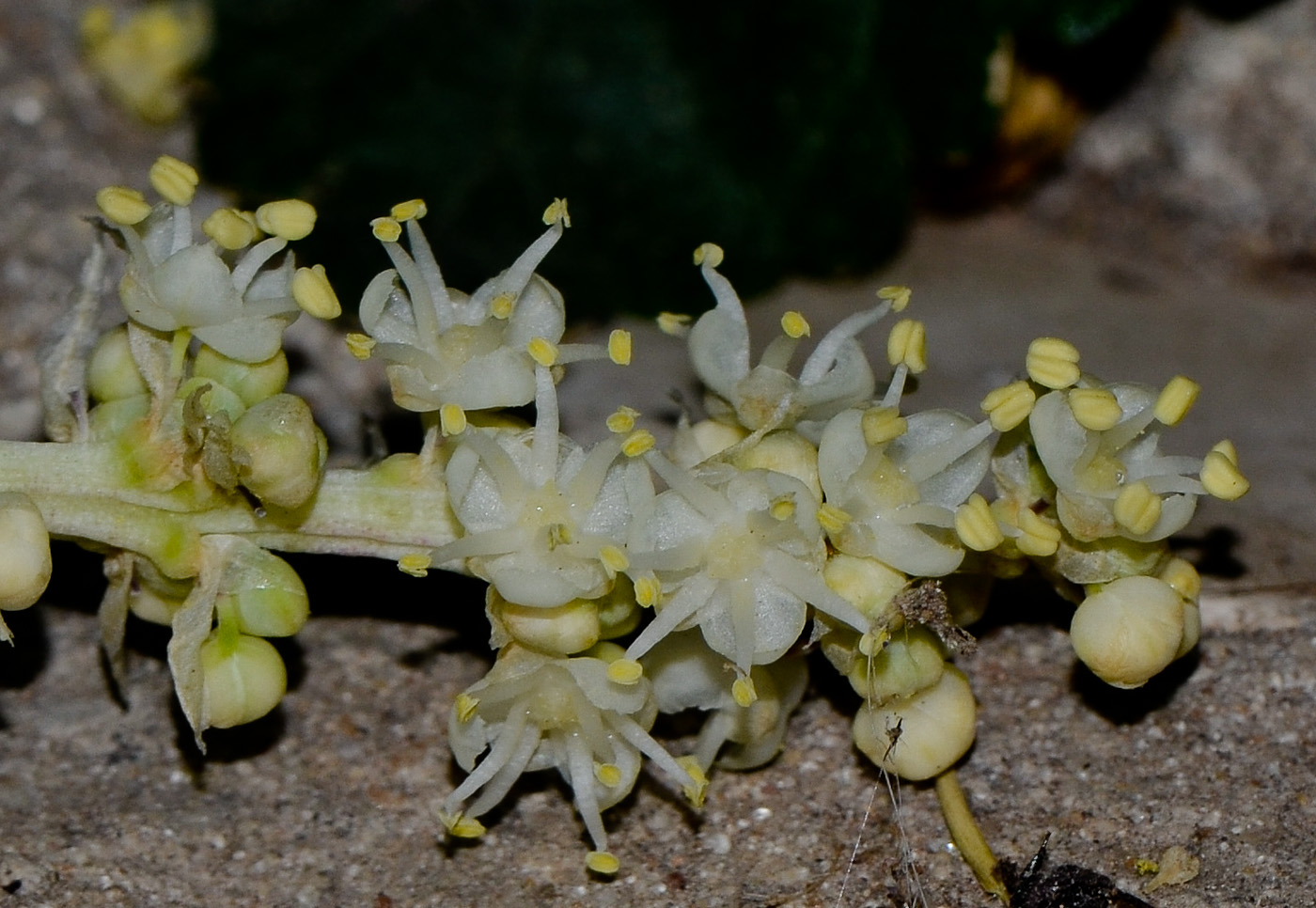 Изображение особи Beaucarnea recurvata.