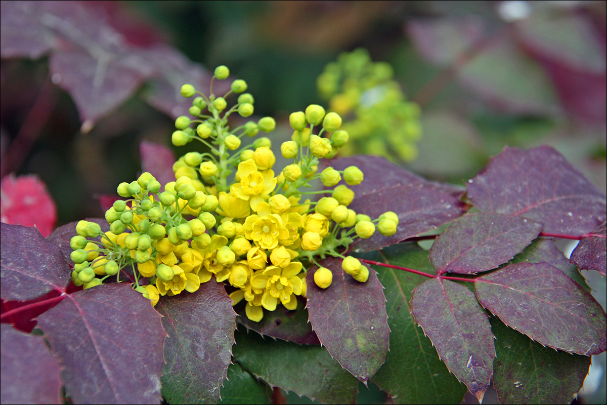 Image of Mahonia aquifolium specimen.