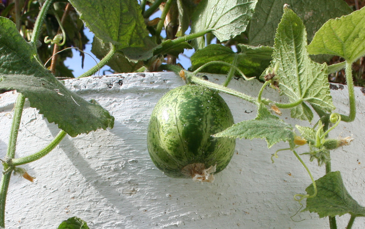 Изображение особи Cucumis sativus.