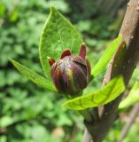 Calycanthus floridus